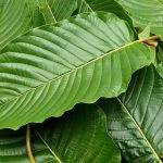 kratom strains chart